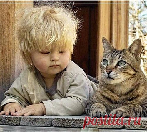ИНТЕРЕСНЫЕ ФАКТЫ И МИФЫ О КОШКАХ.