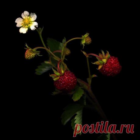 Красота на черном фоне