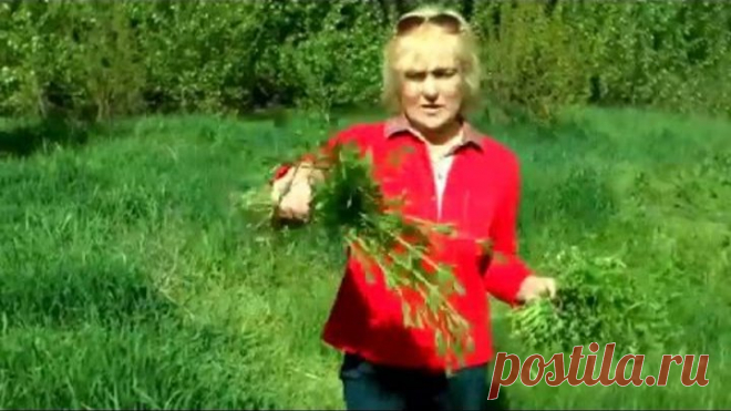 МОКРИЦА ВОССТАНОВИТ ЗРЕНИЯ, ПОДМАРЕННИК ЦЕПКИЙ- ПОДТЯНЕТ ОРГАНЫ, ПЫРЕЙ - ОЧИСТИТ КРОВЬ.