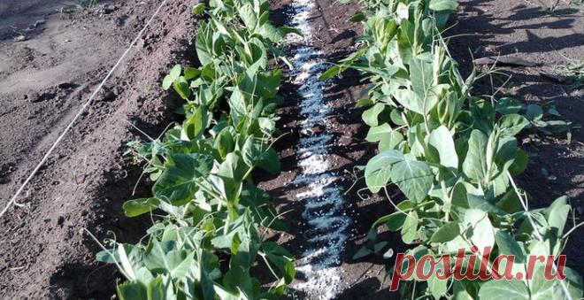 Зелёный горошек посадка и уход