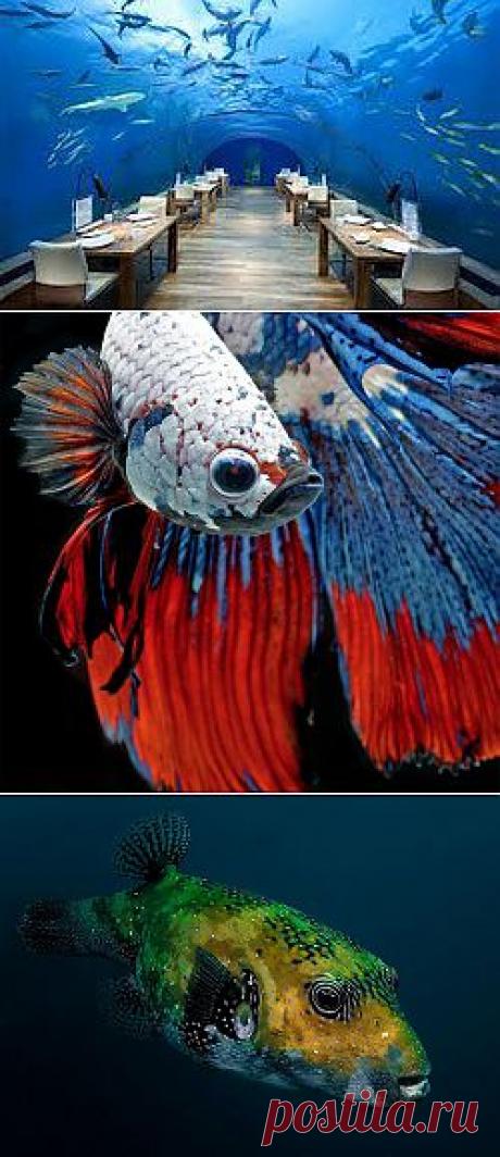 подводный мир - Самое интересное в блогах