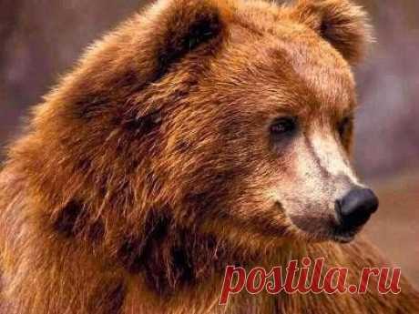 Медведь напал на двух школьников в селе Амгу в Приморье - 6 Ноября 2015 - Russia-Asia-Siberia