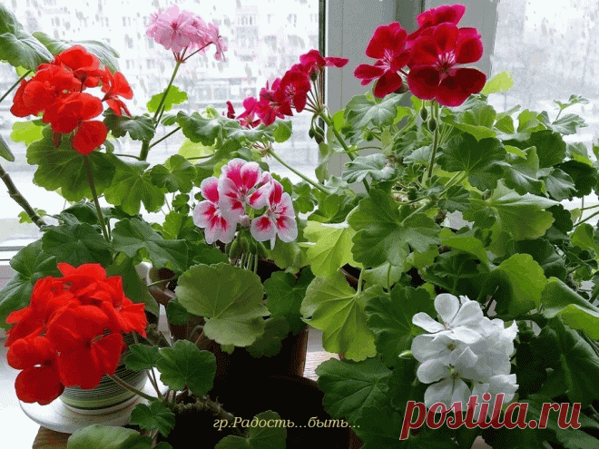 Снег идет, снег идет.
  К белым звездочкам в буране
     Тянутся цветы герани
         За оконный переплет…