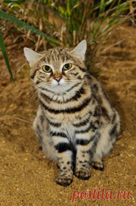 Черноногая кошка (Felis nigripes) | Терри Уиттакер Фотография