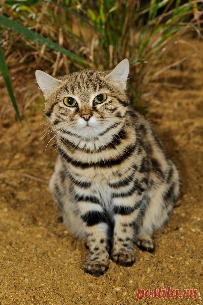 Черноногая кошка (Felis nigripes) | Терри Уиттакер Фотография