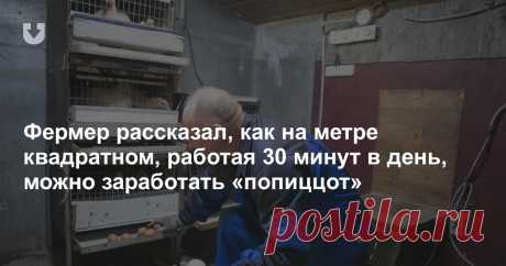 Фермер рассказал, как получить «попиццот» на квадратном метре, работая по 30 минут в день Мы побывали в гостях у владельца мини-птицефермы и ремесленника и посмотрели, как он зарабатывает на жизнь.