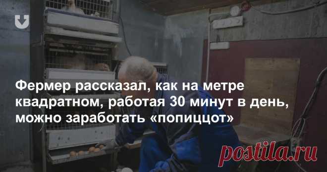 Фермер рассказал, как получить «попиццот» на квадратном метре, работая по 30 минут в день Мы побывали в гостях у владельца мини-птицефермы и ремесленника и посмотрели, как он зарабатывает на жизнь.