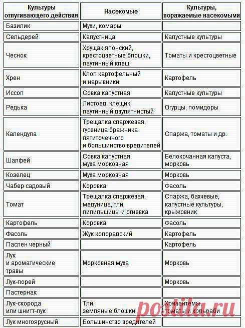 Эко зашита от вредителей огорода.