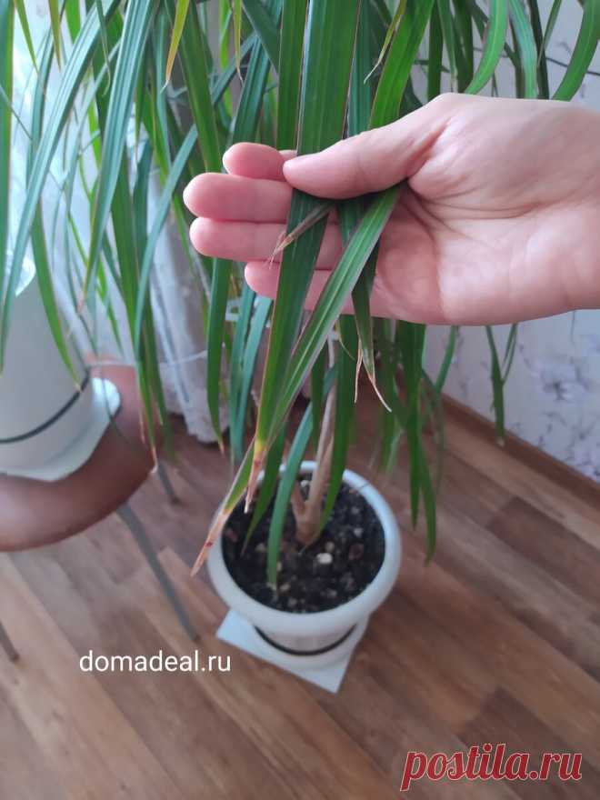 Сохнут кончики листьев – решение есть | Домадил - DomaDeaL.Ru | Яндекс Дзен