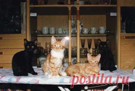 Ириска, Пухляк, Рыжик и Муха.