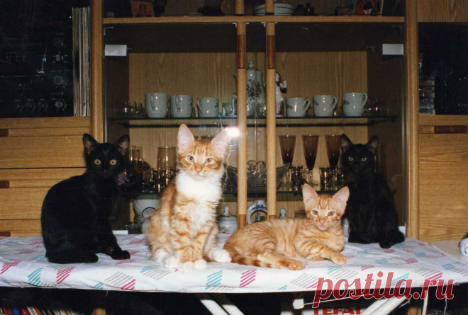 Ириска, Пухляк, Рыжик и Муха.