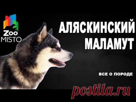 Аляскинский маламут - Все о породе собаки | Собака породы аляскинский маламут