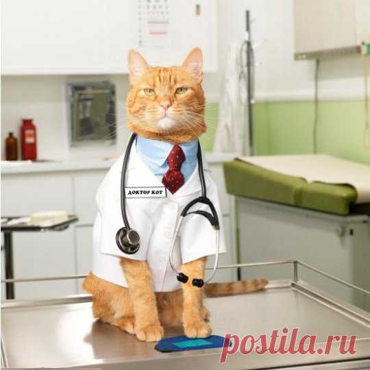 Ученые доказали целебность кошачьего мурчания