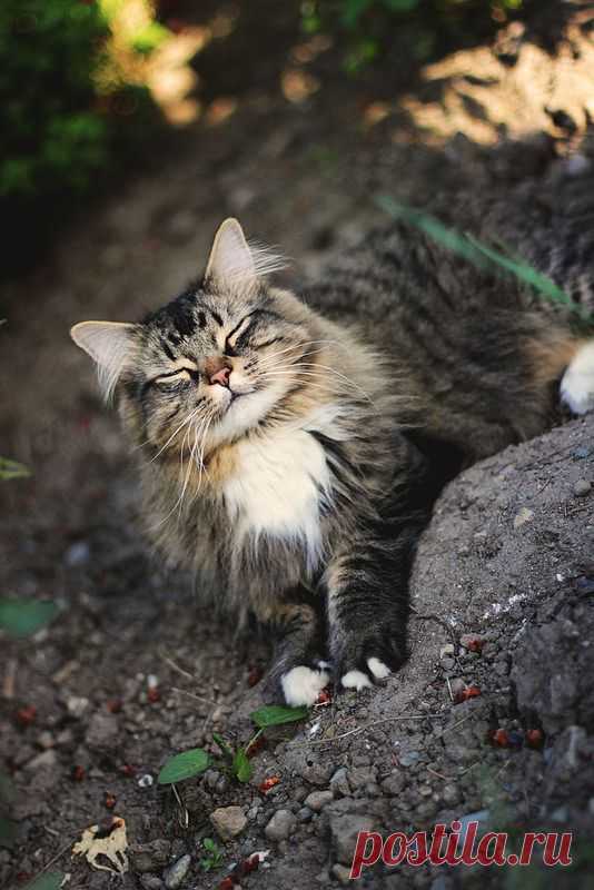 Cat | Flickr - Photo Sharing!