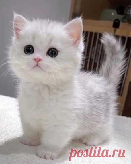 Дом не может без Кота!
Без Кота дом сирота!