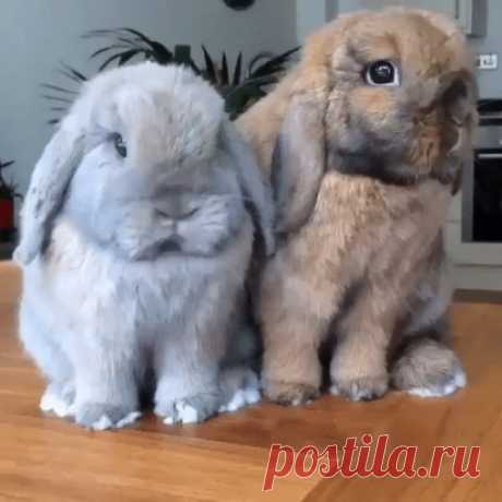 Малыши.