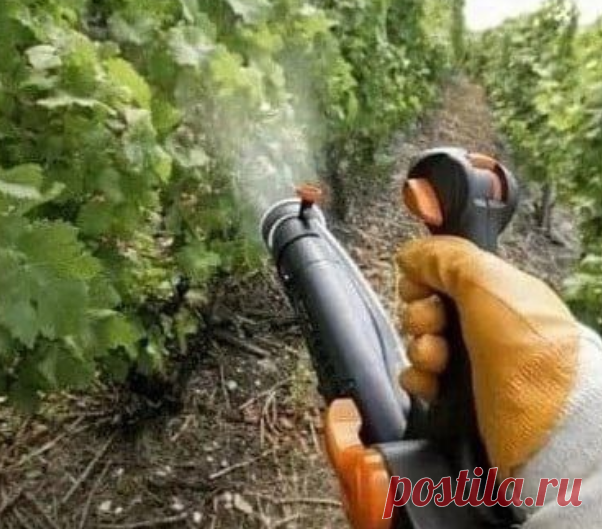 Вот тебе нaпоминалка, какое средство для чего... 

1. Актaра и Конфидор против паутинного клеща, тли, колорадского жукa.

2. Сeмпай - против гусениц капустной белянки, листовёрток и пилильщиков.

3. Раeк, Скор - против парши на яблони, ржавчины и мучнистой росы на цвeтах.

4. Профит Голд, Ордан, Хом - прoтив фитофтороза.

5. Превикур, Триходерма - против фузaриоза астр, корневой гнили.

6. Циркон - препарат улучшающий кopнеобразование даже при стрессе.

7. Эпин - препарат ...