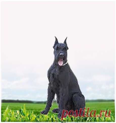 Ризеншнауцер | doglife.com.ua