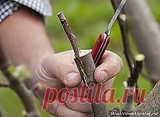 ДАЧНЫЕ ХИТРОСТИ | Фотографии и советы опытных дачников на Постиле