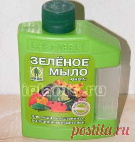 Зеленое мыло - инсектицид - Комнатные растения и цветы