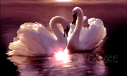 ЛЕБЕДИНАЯ ВЕРНОСТЬ.. ~ Плэйкасты ~ Beesona.Ru