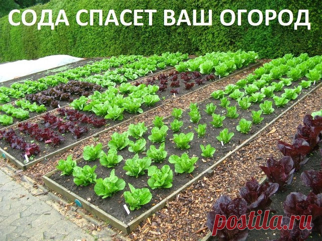 Сода спасёт ваш огород. 

Сода – один из помощников дачника, которую можно без проблем приобрести в любом продуктовом магазине. Сфера применения ее столь широка, что без сомнений, этот продукт необходимо обязательно включить в список товаров первой необходимости в начале дачного сезона, и даже раньше! Дело в том, что без обычной пищевой соды вообще сложно представить себе современный огород, поскольку она может помочь практически в любой ситуации. 

Так, например, если вы ...