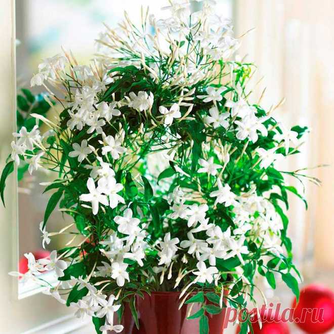 Комнатное растение Жасмин (Jasminum). Жасмин - король всех цветов. Это слово персидского происхождения. Родина растений - Аравия, Индия. Все жасмины - декоративно цветущие растения, выращиваемые как в открытом грунте, так и в комнатной культуре. Ценятся за обильное продолжительное цветение. Наиболее популярны виды и сорта с белыми душистыми цветками. Растениям необходима опора. При правильных условиях выращивания период цветения длится несколько недель с середины зимы до середины весны.