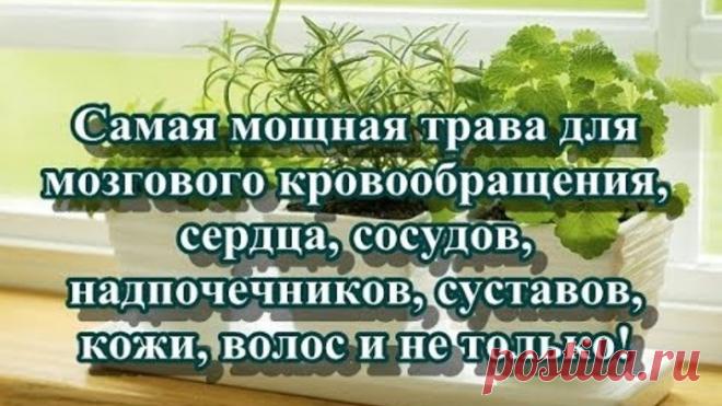 Самая мощная трава для мозгового кровообращения, сердца, сосудов, надпочечников, суставов, кожи, вол