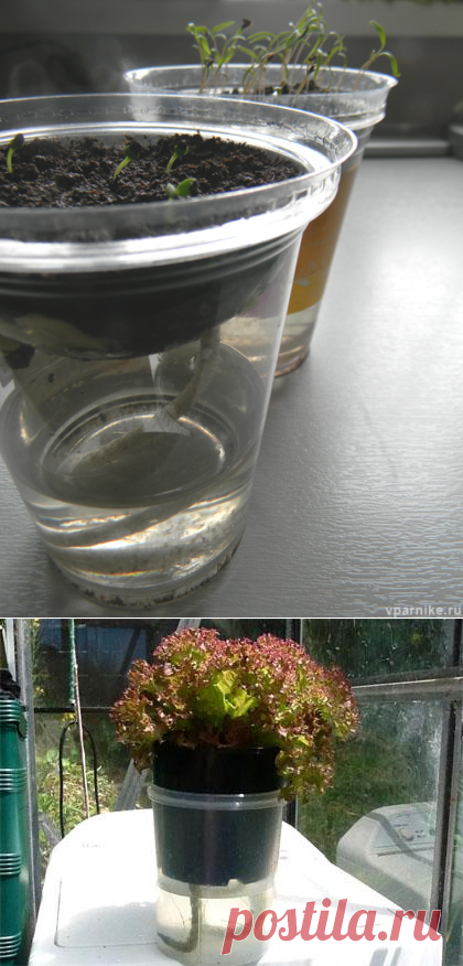 Выращивание рассады без полива. Автоувлажнение | Vparnike.ru