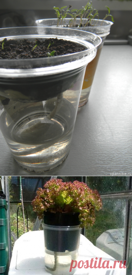 Выращивание рассады без полива. Автоувлажнение | Vparnike.ru