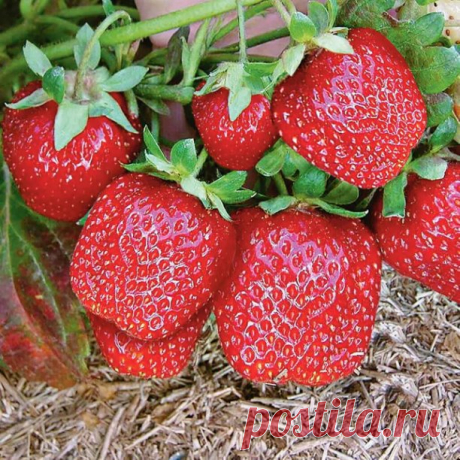 Земляника садовая «Елизавета» 2