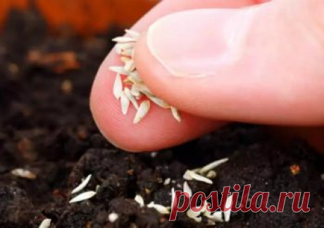 Посадка кларкия и уход в открытом грунте