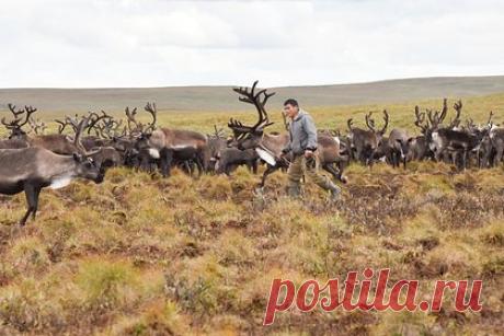 Россиянка сняла влог о жизни оленевода на Таймыре. На Таймыре (Красноярский край) россиянка из числа коренных малых народов Севера сняла влог, в котором показала один день из жизни оленеводов. Кадры публикует Агентство по развитию северных территорий на своей странице в социальной сети «ВКонтакте». В объектив видеокамеры среди прочего попал момент заарканивания оленя.