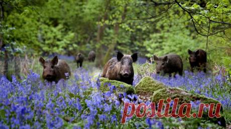 Поистине волшебное зрелище;)) В бельгийских лесах зацвели колокольчики — Фотоискусство