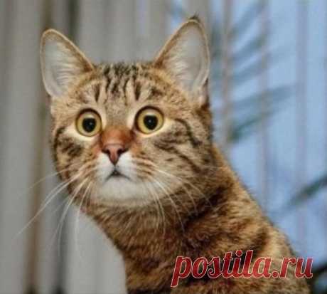 Про кота. (на работе читать не рекомендуется, день будет сорван!!!)