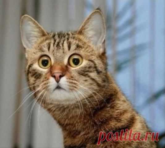 Про кота. (на работе читать не рекомендуется, день будет сорван!!!)