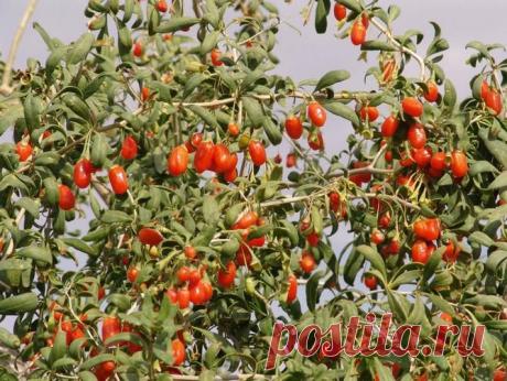 Позакомтесь  дереза обыкновнная, но... 33 причины, по которым Годжи надо бы применять ежедневно.