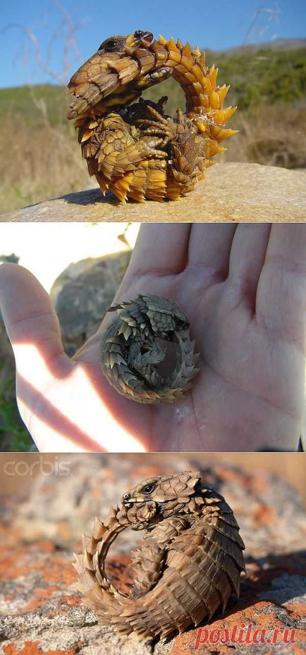 (+1) сообщ - Дневные ящерицы — поясохвосты | Наука и техника