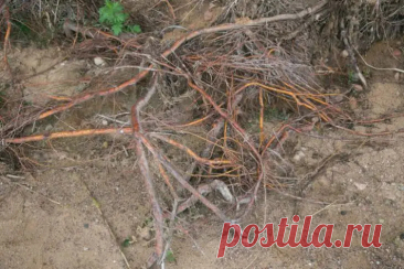 Почему корни дерева вылезают на поверхность: тревожный знак, который нельзя игнорировать. Садоводы часто замечают, что корни деревьев начинают подниматься над землёй.