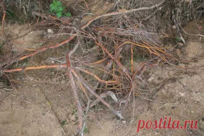 Почему корни дерева вылезают на поверхность: тревожный знак, который нельзя игнорировать. Садоводы часто замечают, что корни деревьев начинают подниматься над землёй.