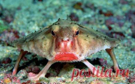 20 Of the Worlds Strangest Creatures
