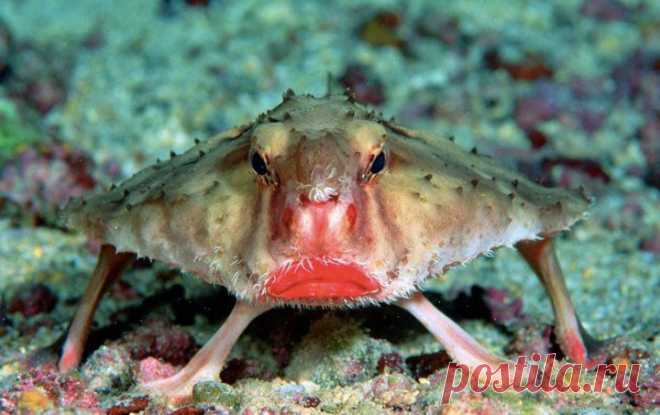 20 Of the Worlds Strangest Creatures