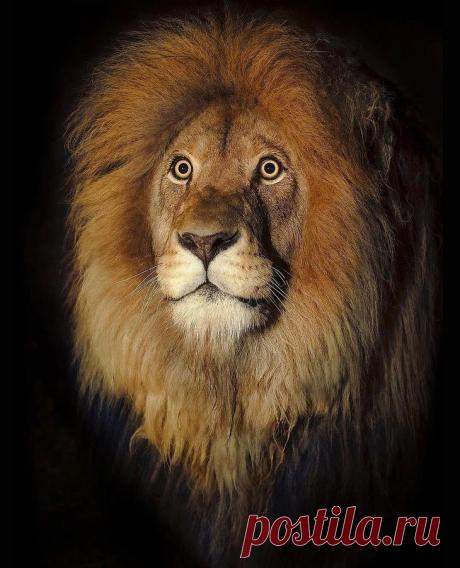 Фотографии «поющих» львов, носорогов и потрясающего тигра