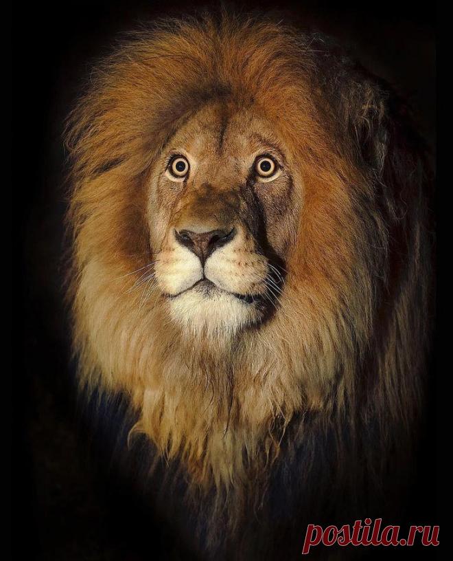 Фотографии «поющих» львов, носорогов и потрясающего тигра