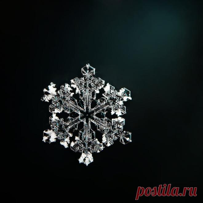 Не сразу поняла, как это снято: невероятной красоты снежинки (настоящие, сделано матушкой-природой и фотографом из Вологды) | Северяночка | Яндекс Дзен