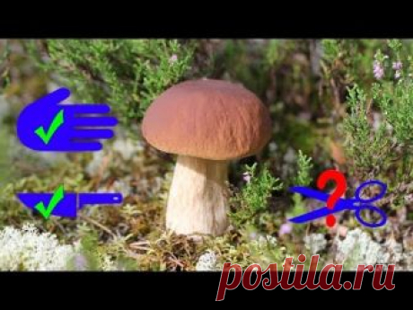Грибы - правила сбора, сохранение грибных полян, видео
