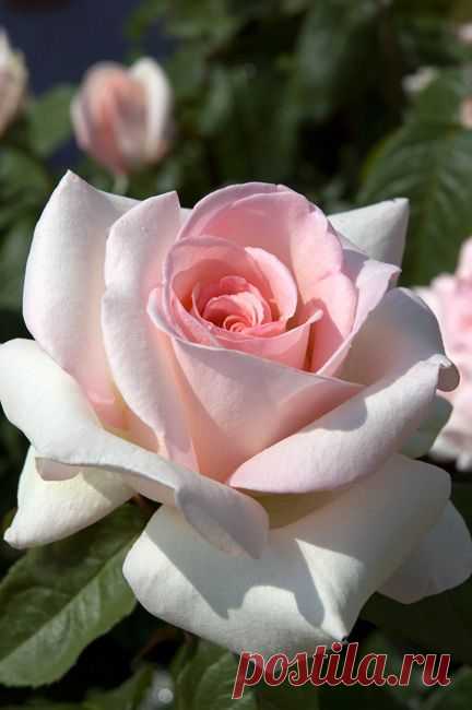 touchn2btouched