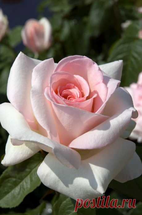 touchn2btouched