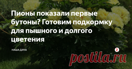 Пионы показали первые бутоны? Готовим подкормку для пышного и долгого цветения Именно сейчас, когда в большинстве регионов пионы вот-вот зацветут, а, может быть, уже начали цвести, вы имеете отличную возможность посодействовать красоте вашего цветника: продлить время цветения пионовых кустов и сделать так, чтобы цветник благоухал пышными и красивыми шапками. А весь секрет – в подкормке. Правда, удобрение следует вводить с головой, иначе ожидание сменится разочарованием.