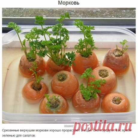 Овощи, которые можно купить один раз, а потом выращивать круглый год | Хитрости жизни